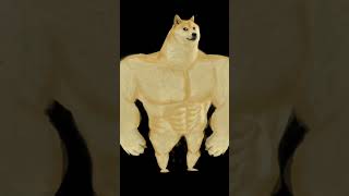 Doge memes [upl. by Willmert]