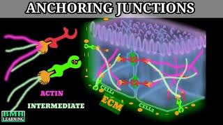 Anchoring Junctions  Desmosomes And Hemidesmodomes  Adherens Junctions [upl. by Giarla661]