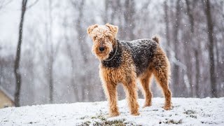 Flyball Training With Airedale Terriers The Perfect Match [upl. by Auohs]