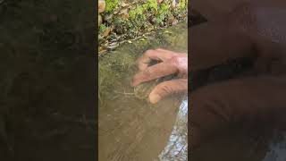 🎣 Fishing for LIFE in a Desi Village  A Day of Traditional Fishing in Rural Life 🌾 LifeLens [upl. by Eppesuig]