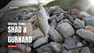 Gurnard and Shad on Spoon [upl. by Maleki]