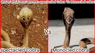 Monocled cobra Vs spectacled Cobra  Indian Cobra Vs Indian spitting cobra [upl. by Larimore]