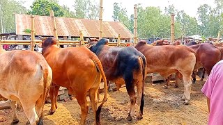 Biggest Cow  Qurbani Cow Collection  Paragram gorur Hat  Ambari Hat 2023 [upl. by Niwdog]