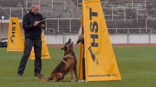 Working Dog FCI IPO World Championships 2014 Malmö Sweden [upl. by Neicul434]