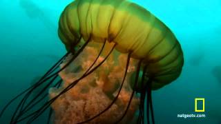 Sea Nettle Jellyfish Birth [upl. by Assenat]