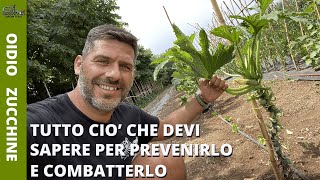 COLTIVARE ZUCCHINE OIDIO come PREVENIRLO e come CURARLO [upl. by Hershel326]