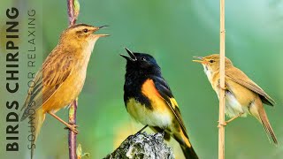 Birds Singing Without Music  24 Hours Relaxing Bird Singing Relieving Stress and Anxiety [upl. by Harday]