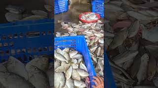 Catch fresh and jumping seafood for selling amazing fresh catching 金吉利定置漁場 fresh seafood 77 [upl. by Nagiem464]