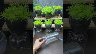 pot Don’t throw away drink bottles make small flower pots that are really beautiful and practical [upl. by Askari830]