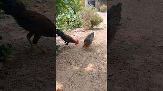 murgi aur murga mil jul kar kese chabal khate hai 🐔🐓 viral [upl. by Alik]