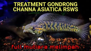 TREATMENT GONDRONG CHANNA ASIATICA RSWS  PROGRES MENTAL GALAK DAN WARNA CHANNA ASIATICA RSWS [upl. by Hillier163]