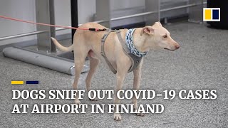 Finland’s coronavirussniffing dogs find Covid19 carriers at airport with ‘nearly 100 accuracy’ [upl. by Paquito]