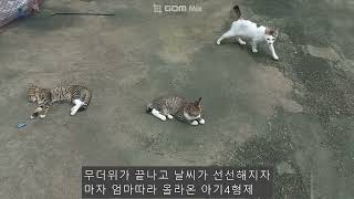 2024 09 22 생후4개월 아기고양이 4형제와 한살 많은 큰형 고양이 호동이 [upl. by Byrne]