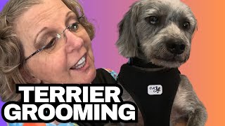 Grooming This Nervous Dog  Terrier  Frankie [upl. by Arrik]