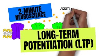 2Minute Neuroscience LongTerm Potentiation LTP [upl. by Scever]