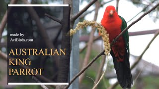 Australian King Parrot Alisterus Scapularis [upl. by Gimpel]