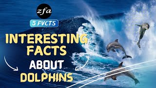 5 FVCTS  5 Facts About Dolphins  zfa shorts facts viralvideo dolphins cuteanimals lovely [upl. by Rehpotsirc]