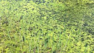 Pelophylax esculentus Edible frog croaking [upl. by Genia]