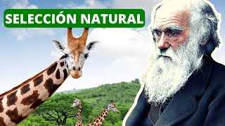 La SELECCIÓN NATURAL explicada proceso Darwin ejemplos🐦 [upl. by Marv]