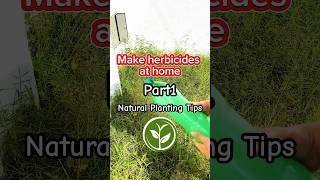 Make herbicides at home shortvideo plants youtubeshorts farming viralvideo video foryou [upl. by Naired]