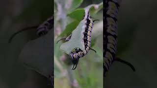 insects eating green leaf Macro view [upl. by Zacherie698]