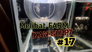 Melihat Farm Ikan Guppy  17 Alvin [upl. by Saphra]