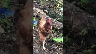 INAHING MANOK NAGHAHANAP NG KANYANG MGA SISIW [upl. by Tnemelc]