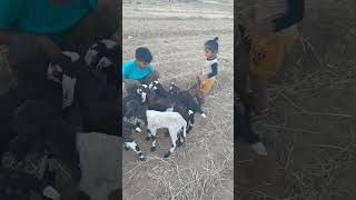 Bakri ke bacche [upl. by Hasan]