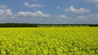 Qué hace una Ingeniera Agrónoma  Facultad de Ciencias Agrarias y Forestales [upl. by Anytsirk]