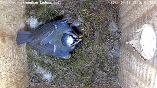 Fauchende GagaBlaumeise bei Störung am Nest  15052024 [upl. by Dorr]