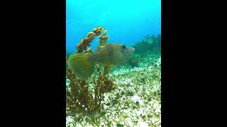 Scrawled Filefish fish filefish underwater coralreef scrawledfilefish [upl. by Yvad]