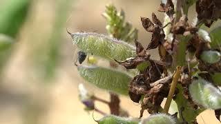 Ashgray Blister Beetles [upl. by Ahsiekan]