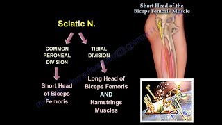 Short Head of Biceps Femoris Muscle  Everything You Need To Know  Dr Nabil Ebraheim [upl. by Beesley]