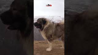 Big and strong parents of SIBIRIJA JOZO DOG dog dogs animals pets doglover jozodogs [upl. by Aylatan]