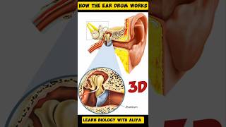 How the Ear Drum Works animation 3d short  learn Biology with Aliya [upl. by Harihat759]