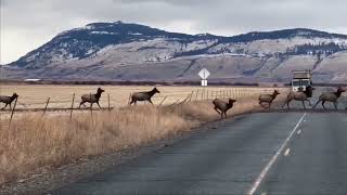 Massive Herd of Elk Crossing HWY 237 in Eastern Oregon  December 2022 [upl. by Osric]