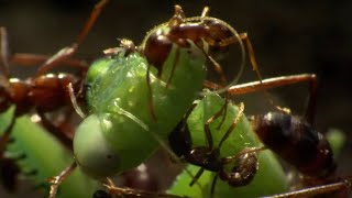 Praying Mantis Decapitated by Ant Swarm  Superswarm  BBC Earth [upl. by Etnemelc]