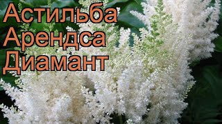 Астильба арендса Диамант astilbe x arendsii diamant 🌿 обзор как сажать рассада астильбы Диамант [upl. by Fretwell]