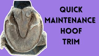 Trimming a hoof in under 3 minutes [upl. by Aicnilav]