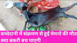 pregnancy toxemia in goat  संक्रामक गर्भपात  brucella infection  near to deathgoat farming [upl. by Ytisahc]