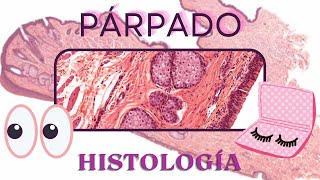 Histología del Parpado [upl. by Ettevets431]