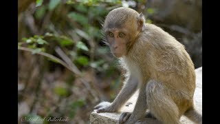 Crabeating or Longtailed Macaque Macaca fascicularis  Javaneraffe oder Langschwanzmakake [upl. by Hull]