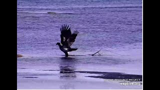 Young eagle plays with a large stick Mississippi River 密西西比河 2024 11 08 [upl. by Eahcim231]