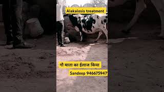 Alkalosis treatmentalkalosistrending treatment buffalo cow seva love success shorts 💉🏥🦬 [upl. by Yot]