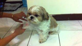 Shih Tzu Allergy Stage 1 [upl. by Albarran]