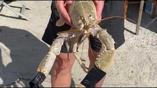 Propriano  un rarissime homard blanc capturé par un pêcheur dans ses filets [upl. by Orimisac]