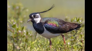 Lapwing Sounds  Lapwing Calls [upl. by Fernyak49]