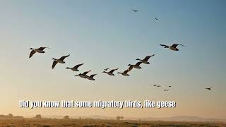 18 Fascinating Facts About Bird Migration Patterns [upl. by Eceryt]