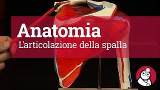 Anatomia Larticolazione della spalla [upl. by Amil]