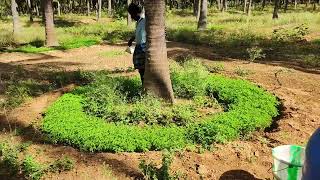 Biofertilizers Application to Coconut Green manure Daincha [upl. by Ytsirhk]